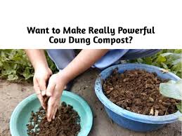 Powerful Compost From Cowdung Cakes
