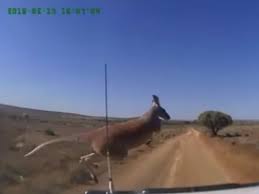 Dashcam video shows kangaroo narrowly escape speeding 4x4 in Australian  outback | The Independent | The Independent