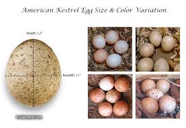 american kestrel eggs physical