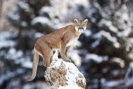 Look bigger by opening your coat or raising your arms. Mountain Lion Facts Puma Concolor