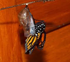 See more ideas about butterfly habitat, butterfly garden, butterfly. How To Raise Monarch Butterflies At Home Save Our Monarchs