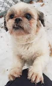 We love our dogs and want our puppies to go to people who will love them just as much as we do! Boston Ma Shih Tzu Meet Brittany A Pet For Adoption