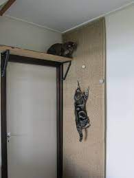cat climbing wall