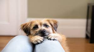 separation anxiety in dogs