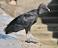 Image of How big do Black Vultures get?