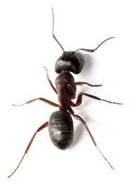 how to get rid of carpenter ants