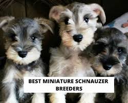 12 best miniature schnauzer breeders in