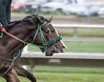 is-horse-racing-cruel-to-horses