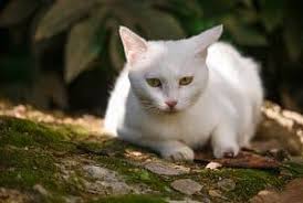 Japanese bobtail cats have a single coat that doesn't shed much either. Do Flame Point Siamese Cats Shed The Facts Faqcats Com