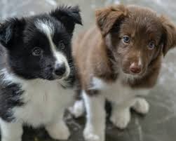 Puppy day, also known as national puppy day in the u.s., is a holiday that not only celebrates the offspring of mankind's best friends but also urges people to adopt puppies on this day. National Puppy Day March 23 2021 National Today