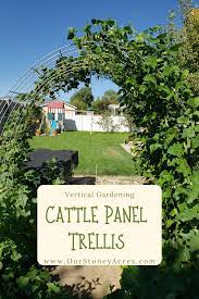 a cattle panel trellis in your garden