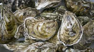 17 facts about oysters facts net