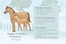 how-often-can-horses-give-birth