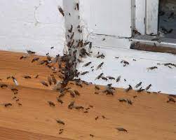 Wichtiger ist herauszufinden, ob die insekten tatsächlich im haus leben. Ameisen Im Haus Schadlingsbekampfung Ist Gefragt