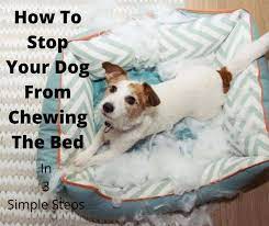 How To Stop A Dog From Chewing The Bed