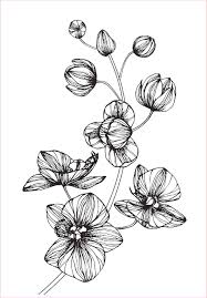 Berikut dibawah ini contoh gambar sketsa nya. 49 Gambar Sketsa Bunga Matahari Mawar Tulip Sederhana