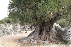 discover the oldest olive trees in the