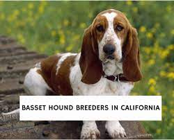 Basset hound puppy for sale near california, hesperia, usa. 5 Best Basset Hound Breeders In California 2021 We Love Doodles