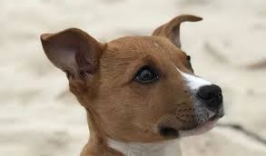 The cheapest offer starts at £150. 13 Staffordshire Bull Terrier Mix Breeds The Popular And Adorable Hybrid Dogs Petpress