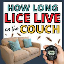 how long lice can live on your couch