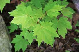 interesting facts about maple trees