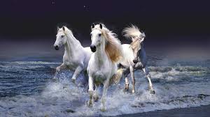 horses running wallpapers top free