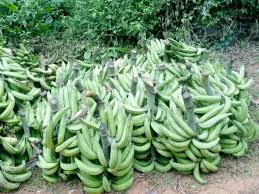 Banane plantain, variété Batard - NALYNGUYO