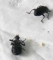 Black Basswood Bark Burrowing Beetles