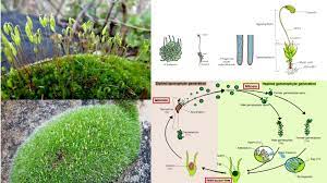 Bryophytes Definition, Classification, Life Cycle, Characteristics,  Importance
