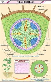 Ts Of Dicot Root For Botany Chart