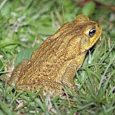 are toads in gardens good or bad the