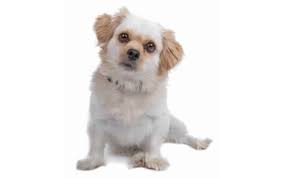 full size of cutest mixed toy dog breeds best small that don t shed in
