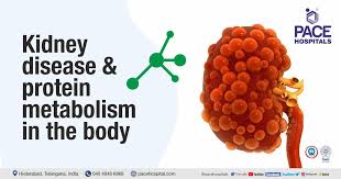 kidney disease and protein metabolism