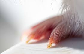 guinea pig nail care how to cut guinea