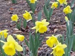I bulbi con fiori di colore giallo, da scoprire, da approfondire e da coltivare nel proprio giardino o nella propria casa. N Di Narcisi Bulbi Invernali Cultivar January Gold Prima Speranza Dopo L Inverno