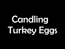 Candling Our Wildturkey Eggs Unknown Age