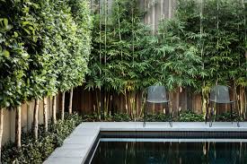 privacy plants to block out neighbours