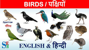 birds name hindi english