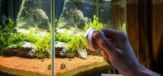 how to get rid of algae tropical fish