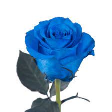 tinted blue roses 50 stems of 50 cm