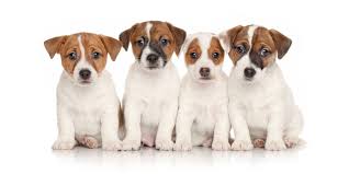 Find free puppies near me, adopt a puppy, buy puppies direct from kennel breeders and puppy owners in russian federation. 1 Jack Russel Terrier Puppies For Sale By Uptown Puppies