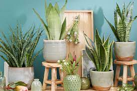 The Top 20 House Plants To Grow At Home