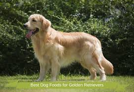 The Best Food For A Golden Retreiver Here Is The Answer