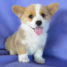 Join millions of people using oodle to find puppies for adoption, dog and puppy listings, and other pets adoption. Pembroke Welsh Corgi Los Angeles Corgi Corgi Puppies For Sale Welsh Corgi