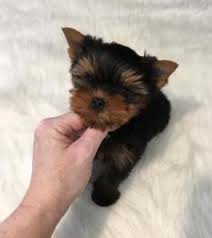 Click the small x to the right of a group's name and shelter # to report an error. Puppies For Sale In Va Lancaster Puppies