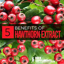 hawthorn berry benefits side effects