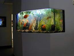 Google Image Result for  http://themaisonette.net/wp-content/uploads/2012/12/125-gallon-freshwater- fish-tank… | Aquarium design, Fresh water fish tank, Wall aquarium gambar png