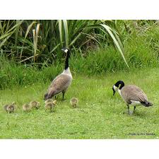 Did you know that canadian geese are quickly becoming one of the most common nuisance wildlife problems in richmond, henrico, chesterfield, midlothian. Canada Goose Pest Detective