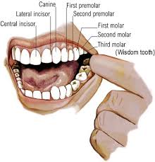 wisdom teeth removal dental treatment