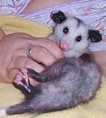 Care And Rehabilitation Of The Virginia Opossum